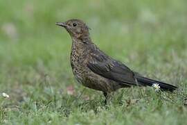 Common Blackbird