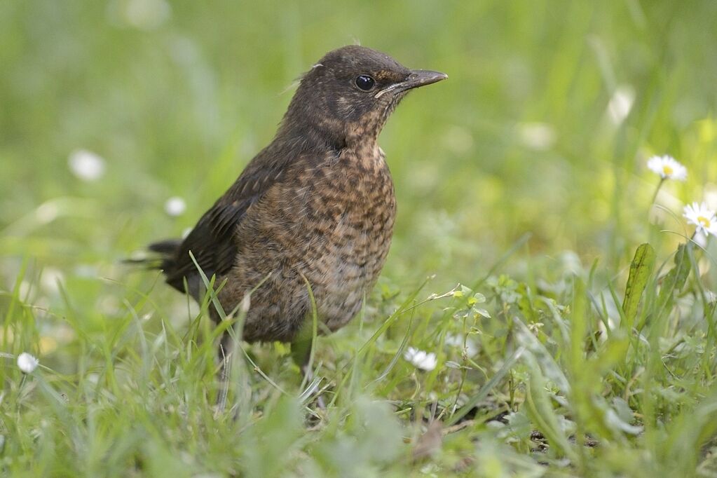 Common Blackbirdjuvenile