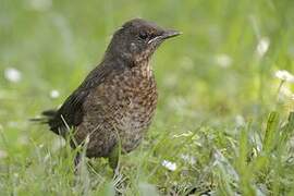 Common Blackbird