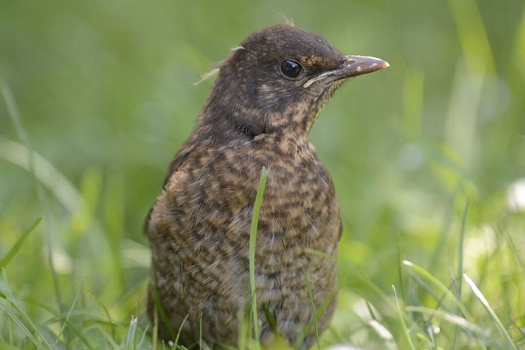 Common Blackbirdimmature, close-up portrait