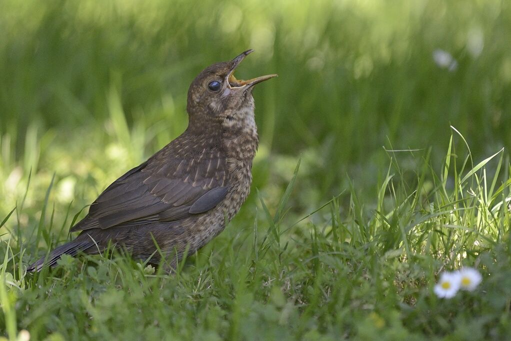 Common Blackbirdimmature