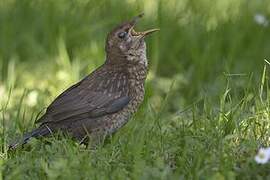 Common Blackbird