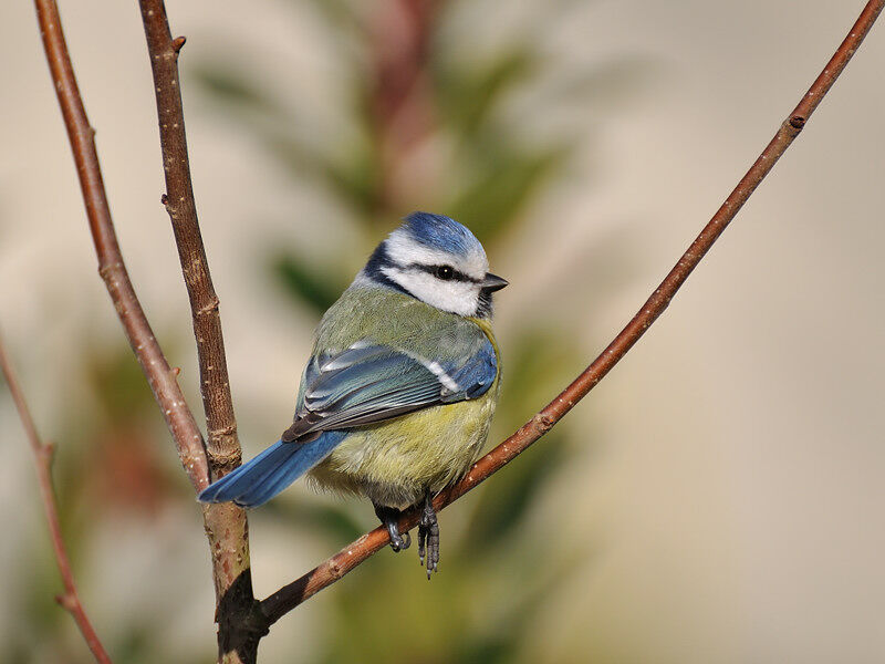 Eurasian Blue Titadult