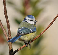 Mésange bleue