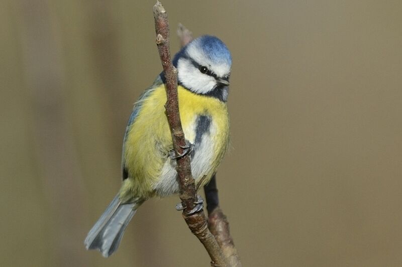 Eurasian Blue Titadult post breeding