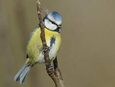 Eurasian Blue Tit