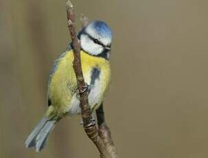 Mésange bleue