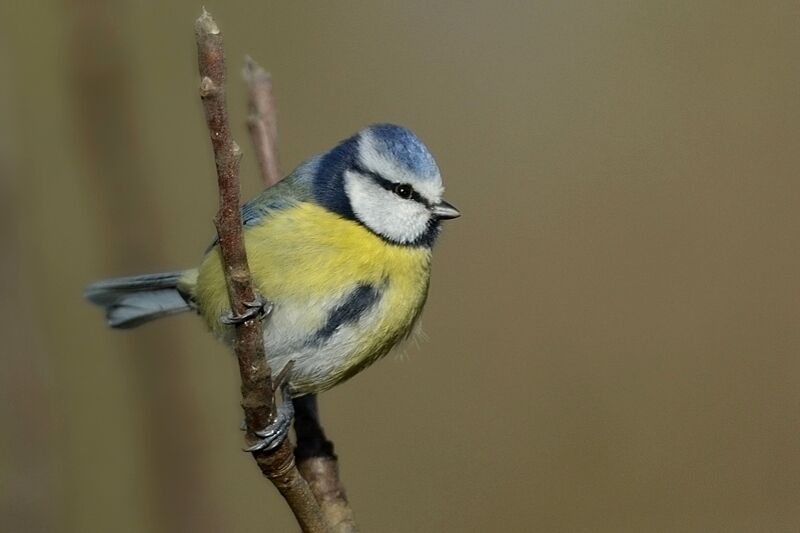 Eurasian Blue Titadult post breeding