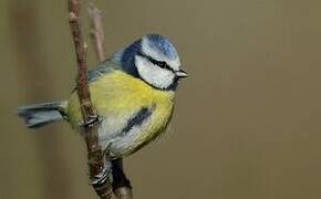 Eurasian Blue Tit