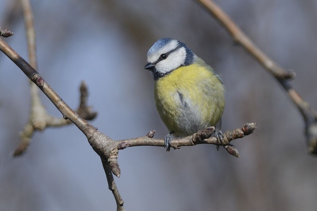 Mésange bleue