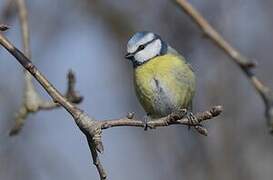 Eurasian Blue Tit