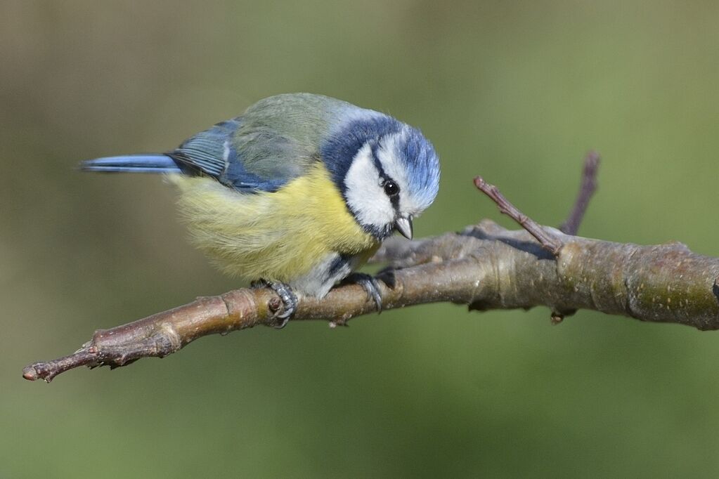 Eurasian Blue Titadult breeding