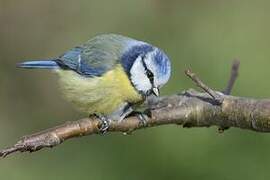 Eurasian Blue Tit