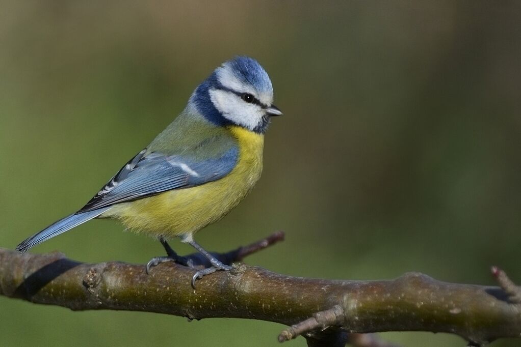 Eurasian Blue Titadult breeding