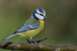 Eurasian Blue Tit