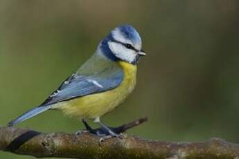 Mésange bleue