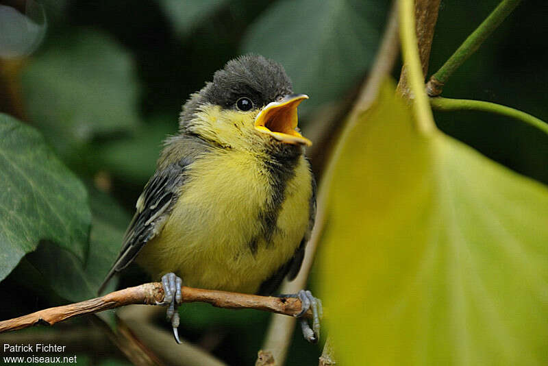 Mésange charbonnièrePoussin, portrait