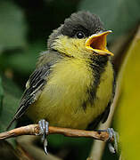 Great Tit