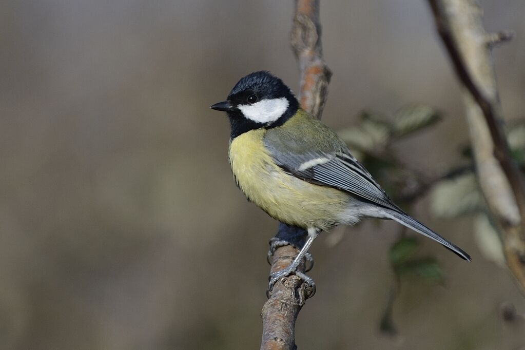 Mésange charbonnièreadulte nuptial