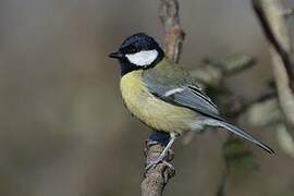 Great Tit