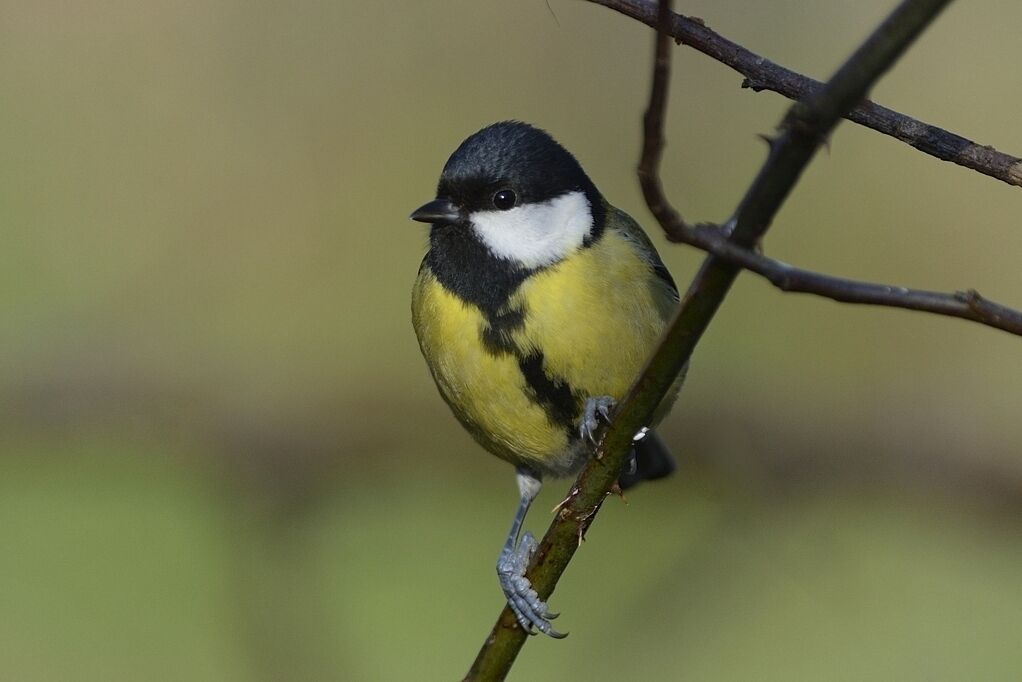 Mésange charbonnièreadulte nuptial