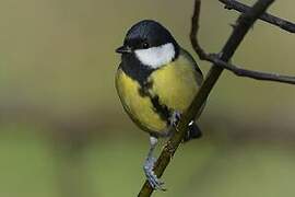 Great Tit