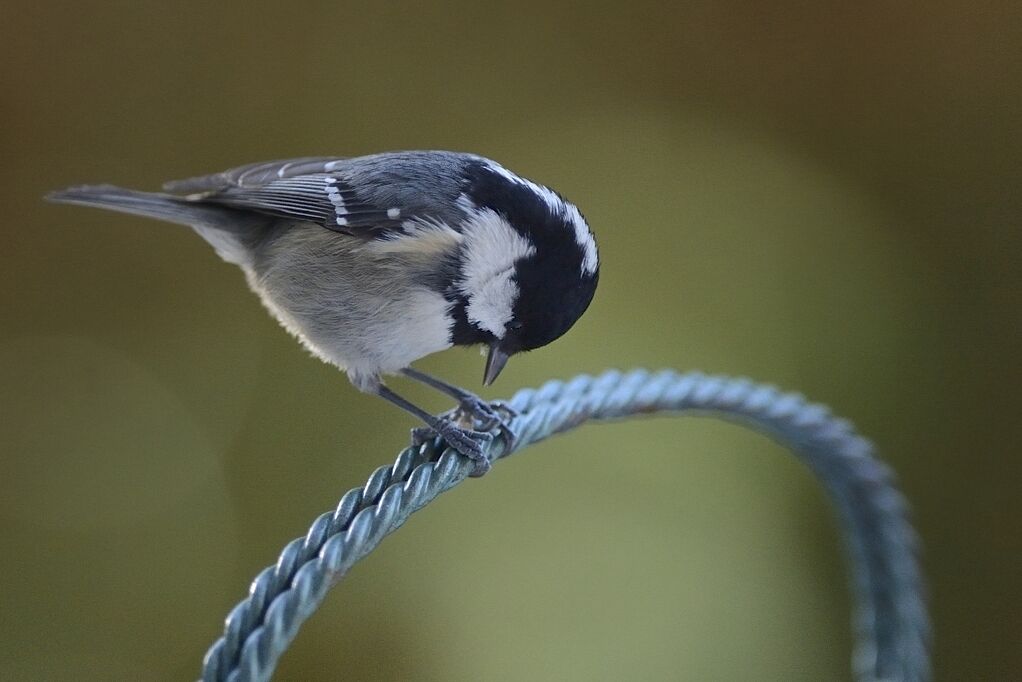 Mésange noireadulte internuptial, identification