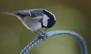 Coal Tit