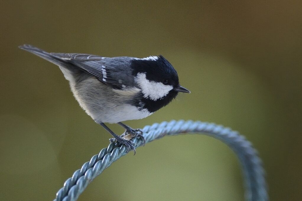 Coal Titadult post breeding, close-up portrait