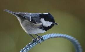 Coal Tit