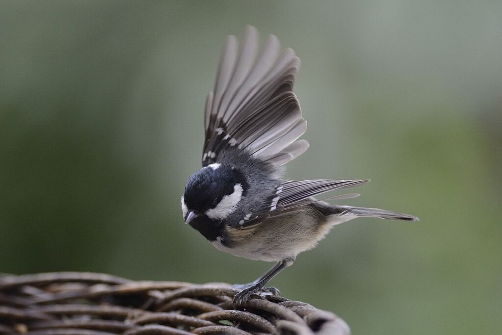 Mésange noireadulte internuptial