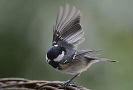 Coal Tit