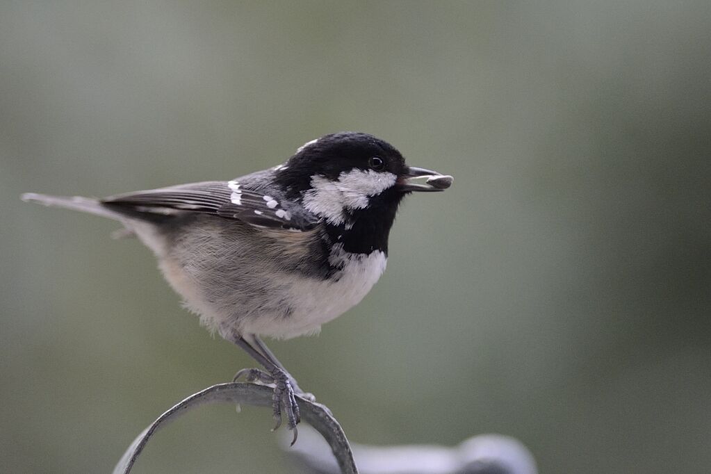 Mésange noireadulte internuptial