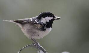 Coal Tit