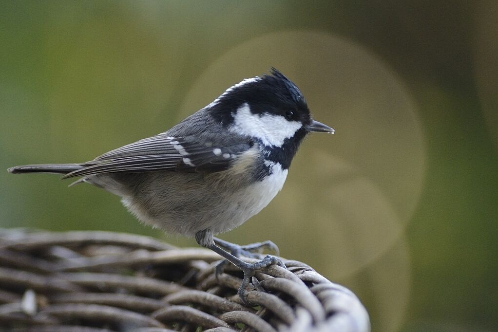 Mésange noireadulte internuptial