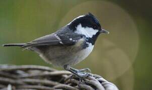 Coal Tit