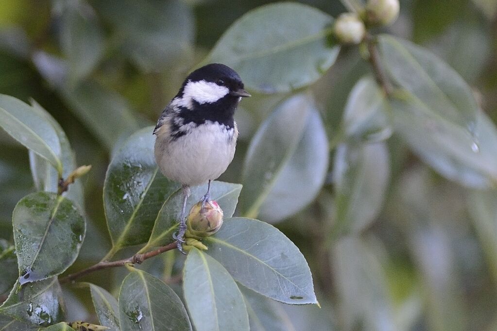 Mésange noireadulte