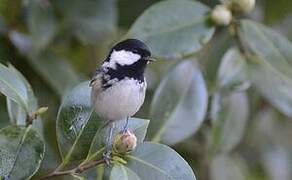 Coal Tit