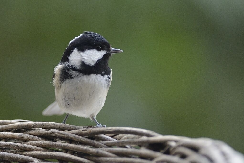 Mésange noireadulte internuptial