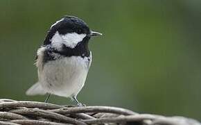 Coal Tit