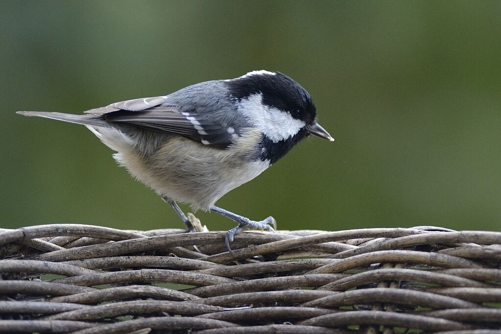 Mésange noireadulte internuptial