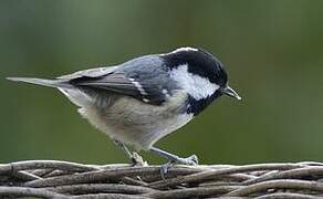 Coal Tit