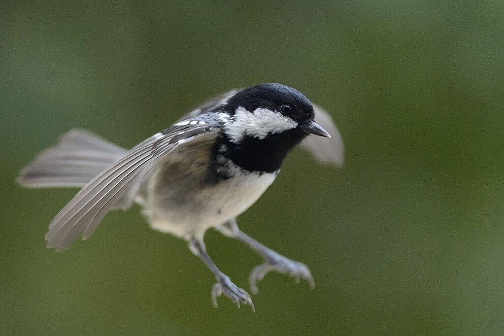 Mésange noireadulte internuptial, Vol