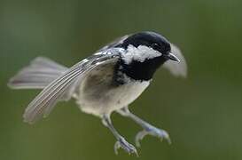 Coal Tit