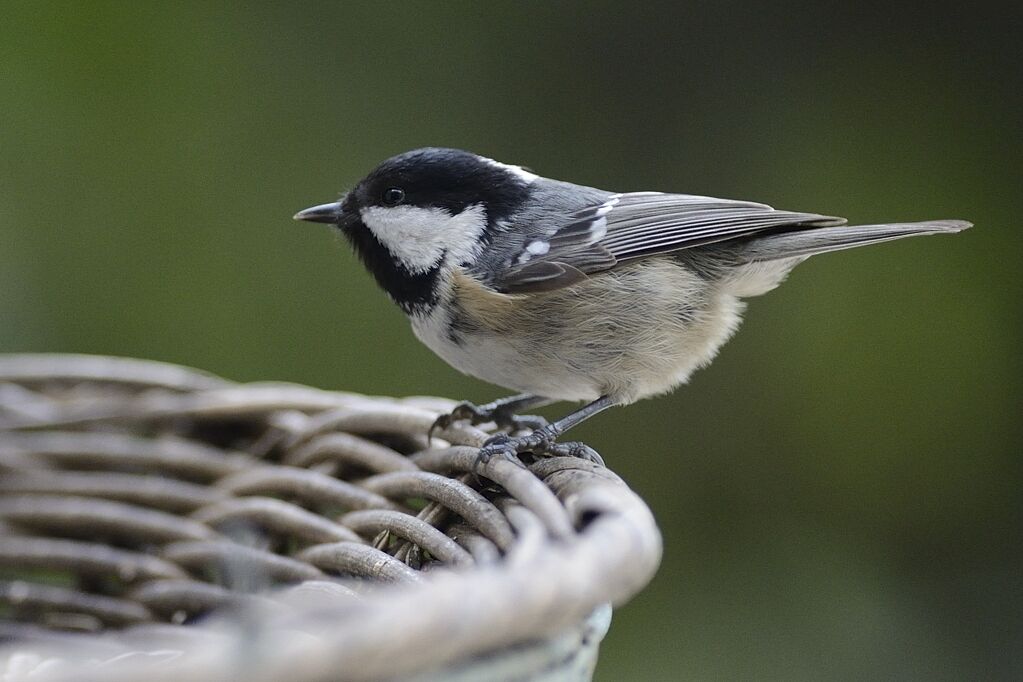 Mésange noireadulte internuptial