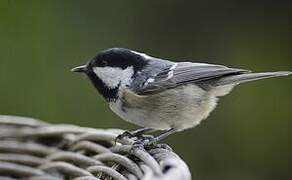 Coal Tit