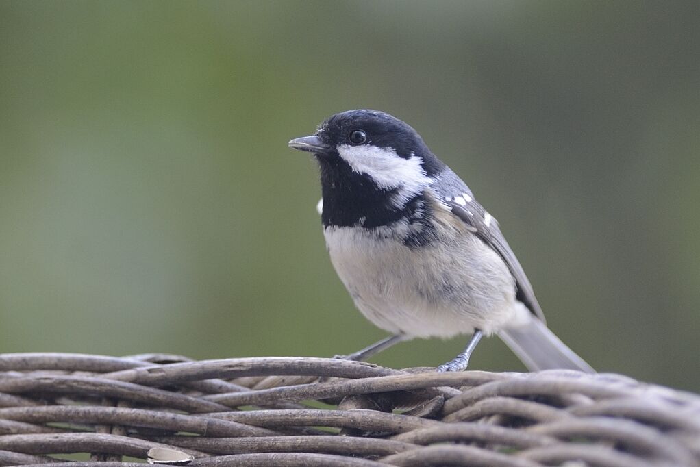 Mésange noireadulte internuptial