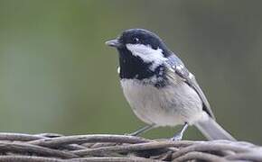 Coal Tit