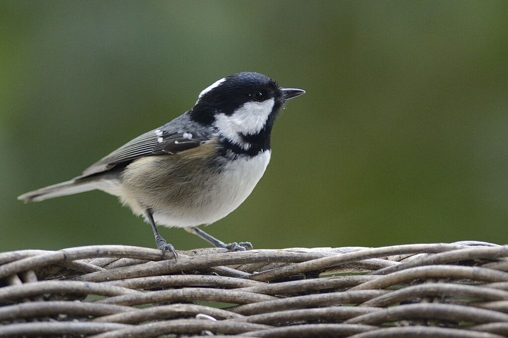 Coal Titadult post breeding