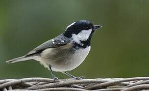 Coal Tit